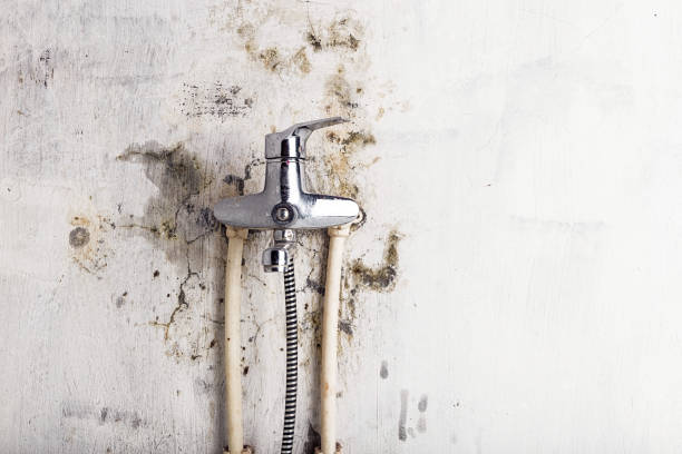 Best Commercial Mold Removal  in Cold Springs, NV