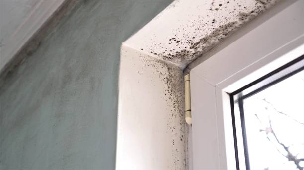 Best Professional Mold Removal  in Cold Springs, NV