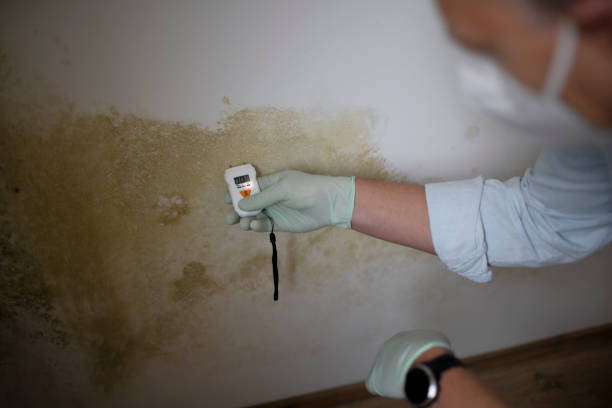 Best Attic Mold Removal  in Cold Springs, NV