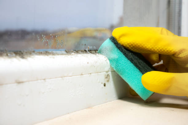 Mold Testing and Removal in Cold Springs, NV