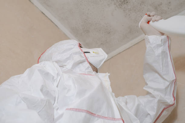 Best Toxic Mold Removal  in Cold Springs, NV